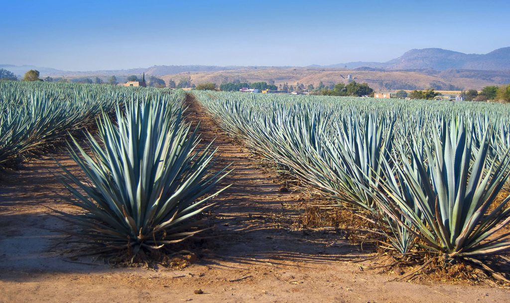 Agave azul