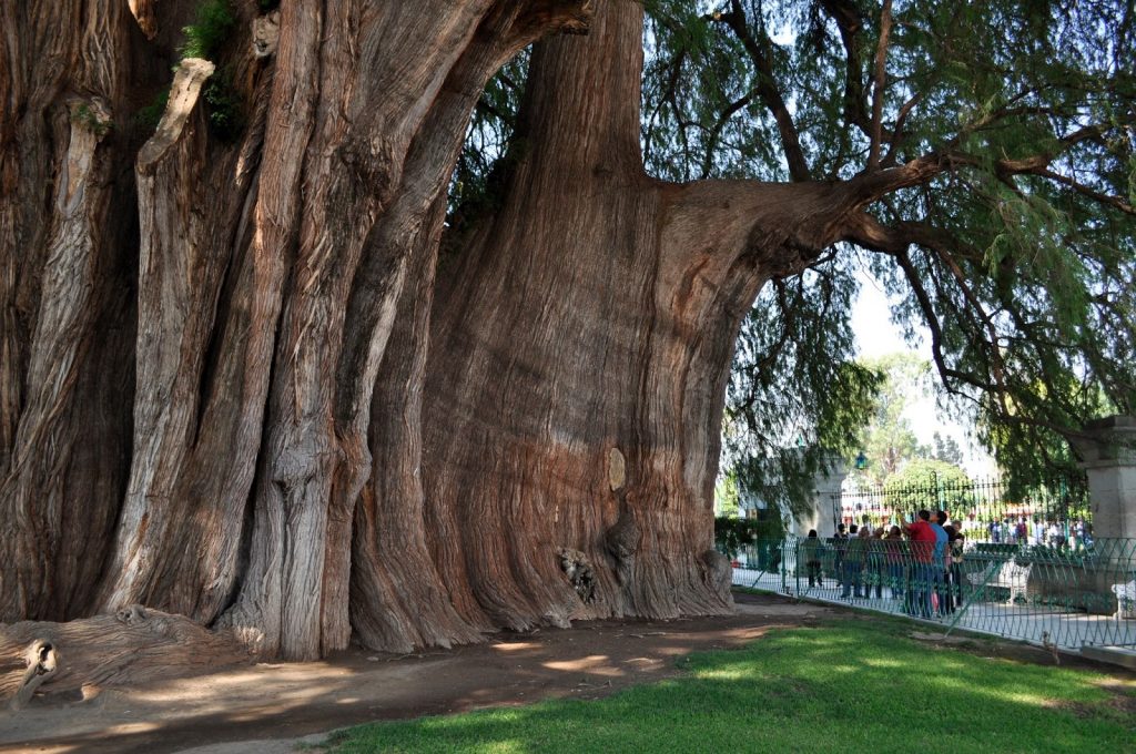 Arbol de El Tule