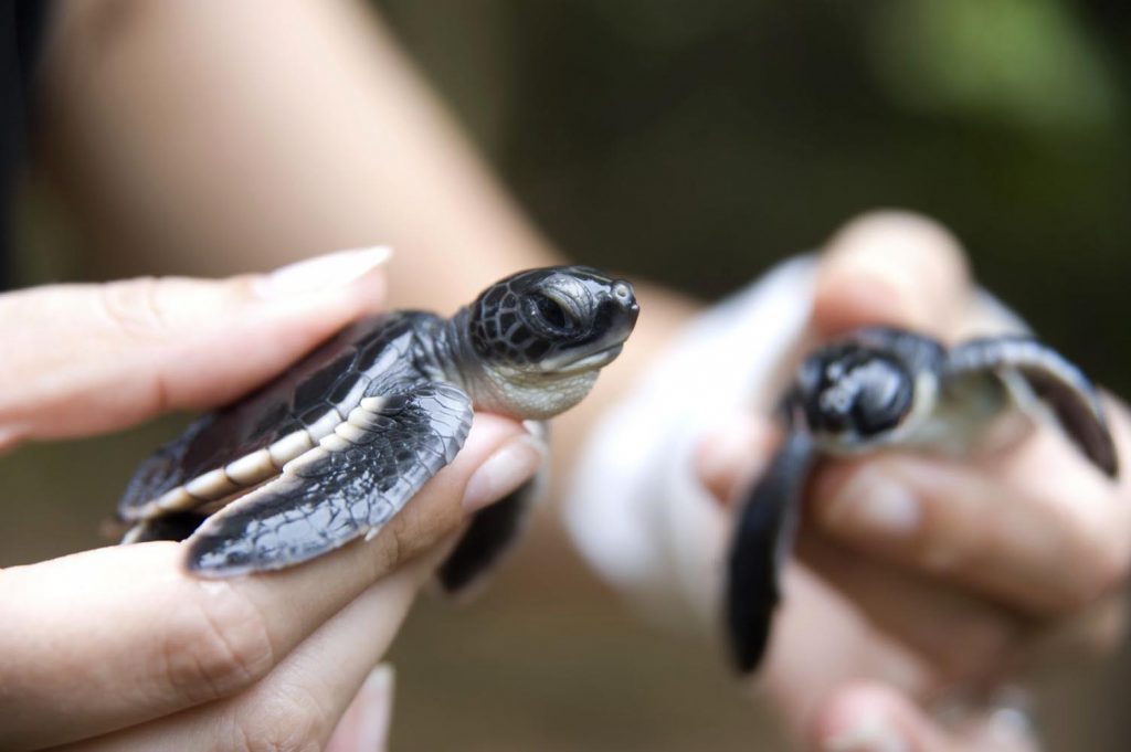Liberacion de tortugas