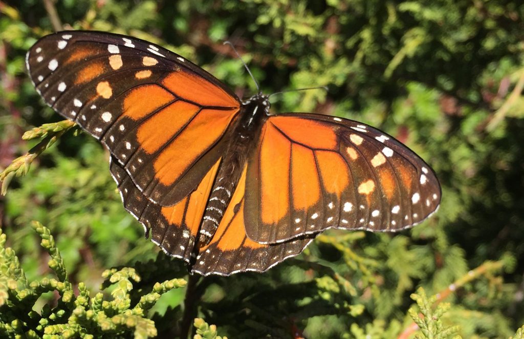 Mariposa monarca