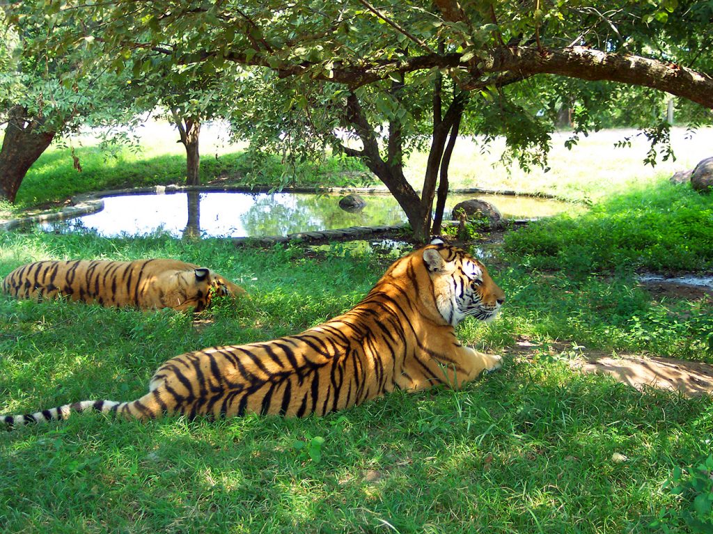 Tigres