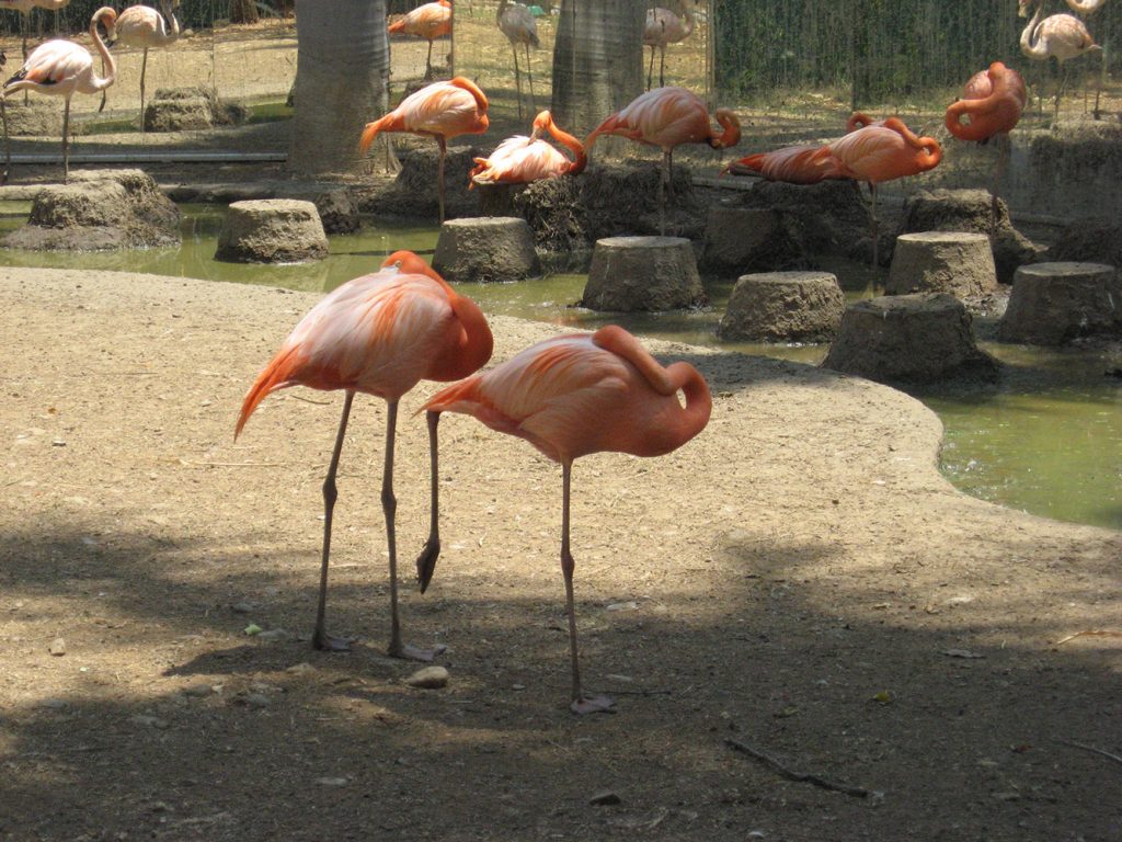 flamingos