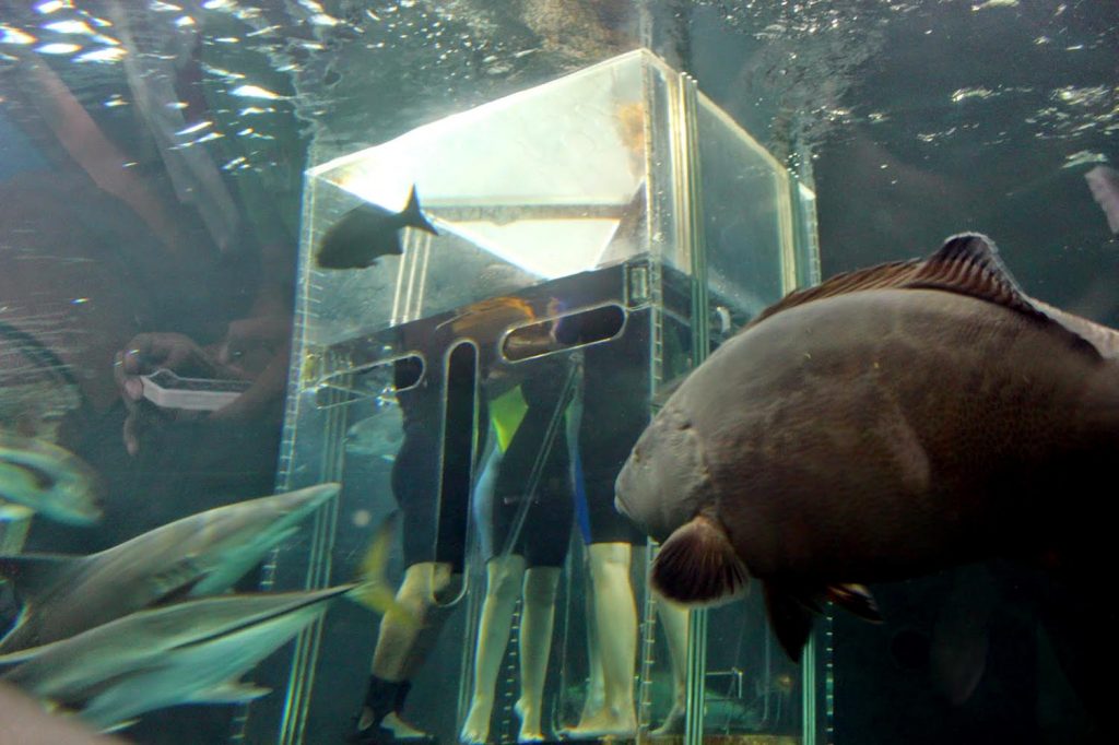 Inmersión con tiburones Veracruz