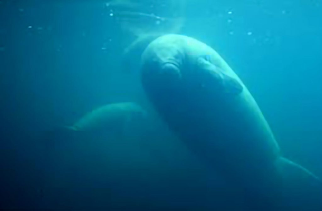 Manati en el Acuario de Veracruz