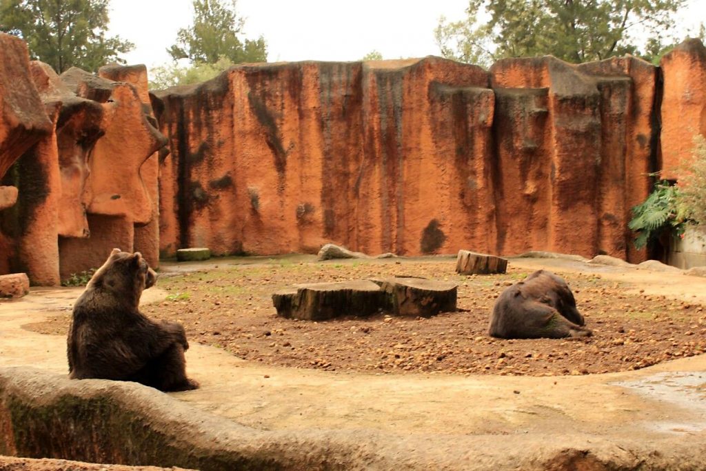 Osos en el zoológico