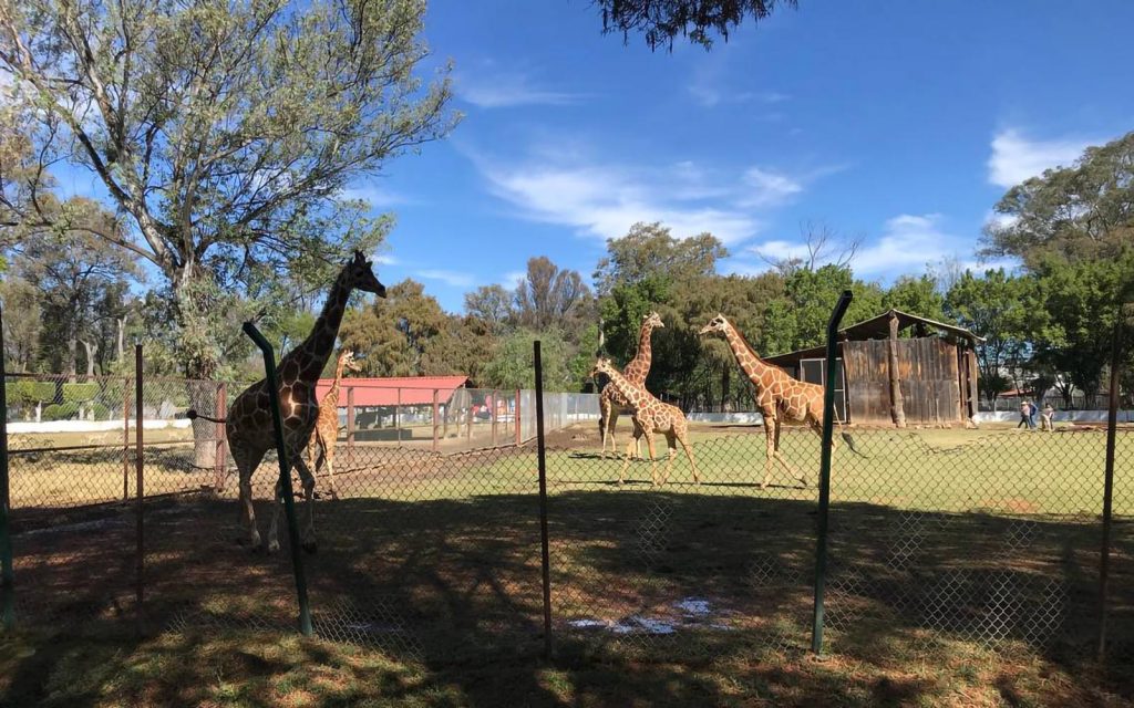 Zoológico de Morelia