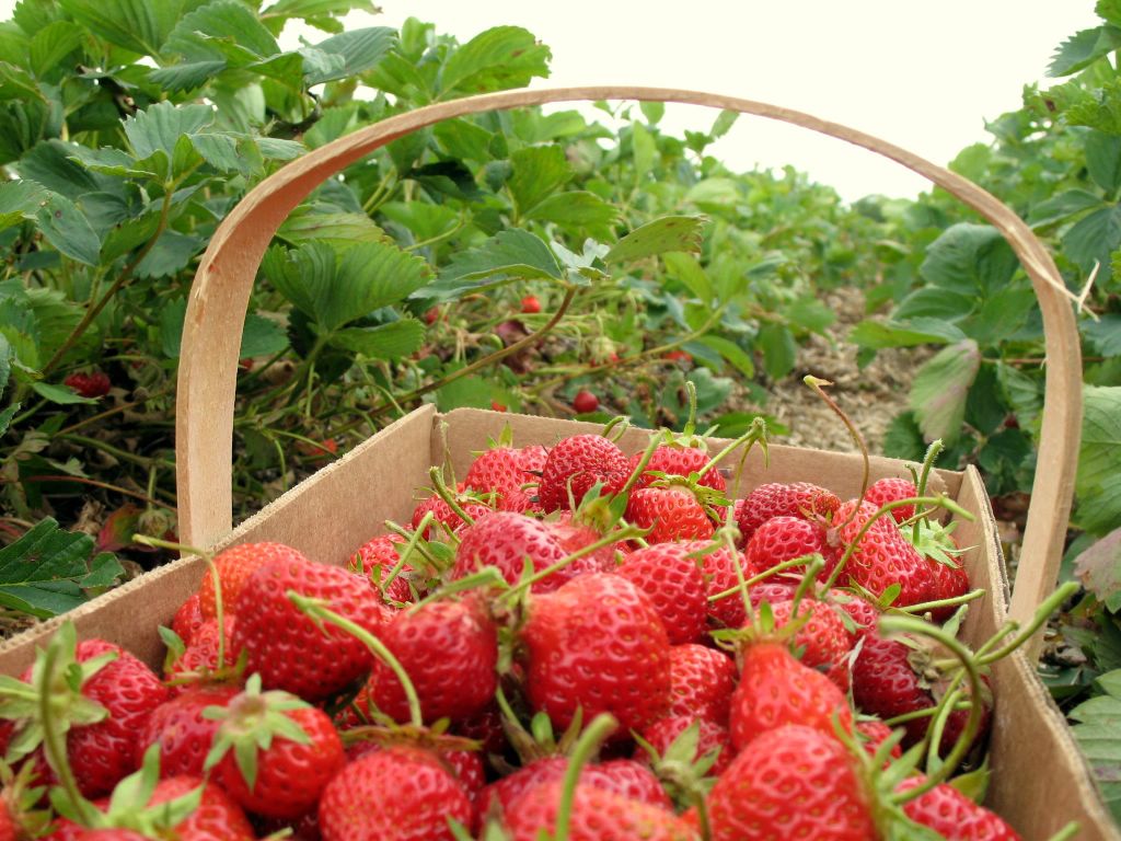 Fresas de Zamora