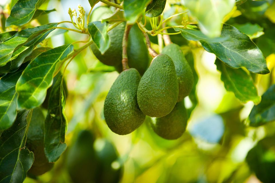 Aguacates de Uruapan