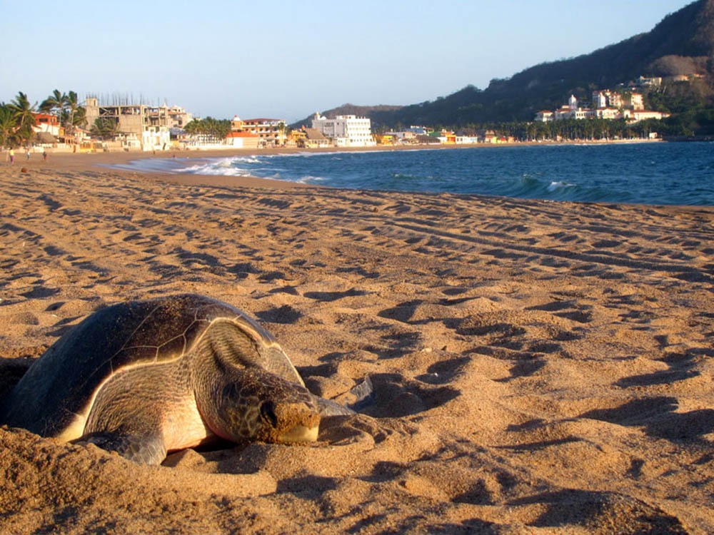 barra de navidad