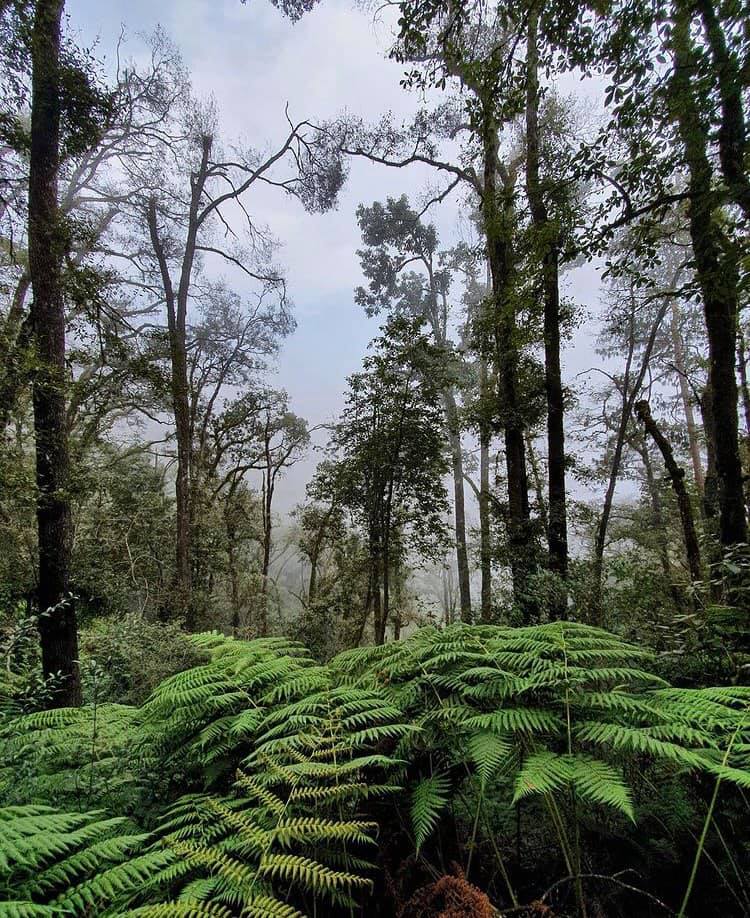 Bosque en las Cascadas de Paraiso Puebla