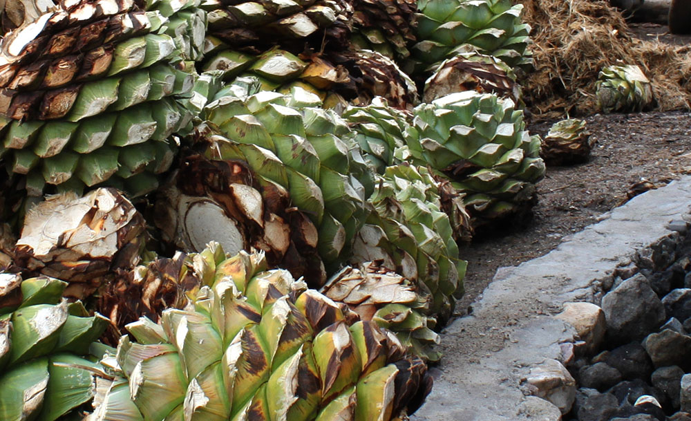 Piñas de agave